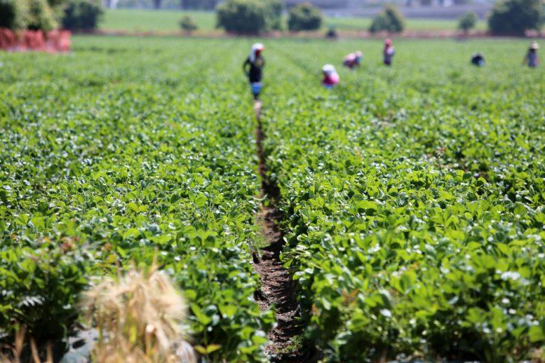 Post-Brexit visa pilot scheme announced for non-EU migrants