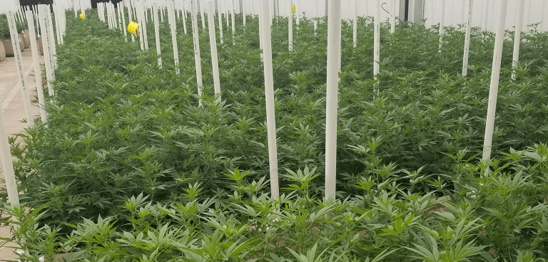 Highlands Natural Resources to drive CBD strategy with management change