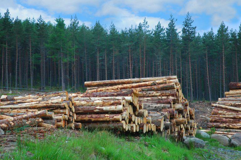 TIME Investments backs timber assets and buys Scotland’s largest private forest