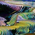 Vietnam rice terrace
