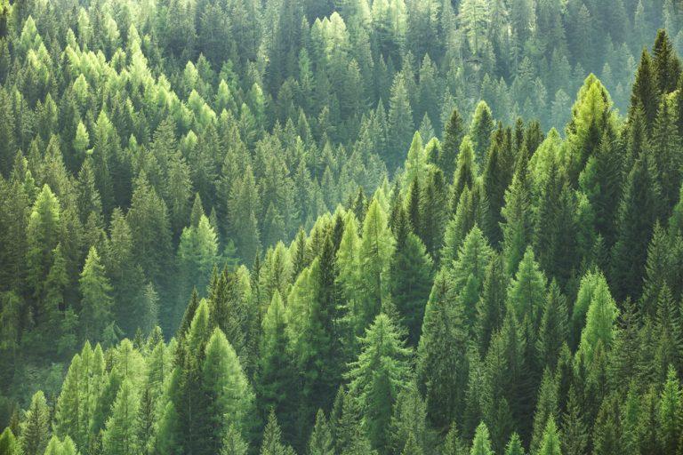 Foresight Sustainable Forestry will benefit from a global supply deficit and increasing demand for carbon credits