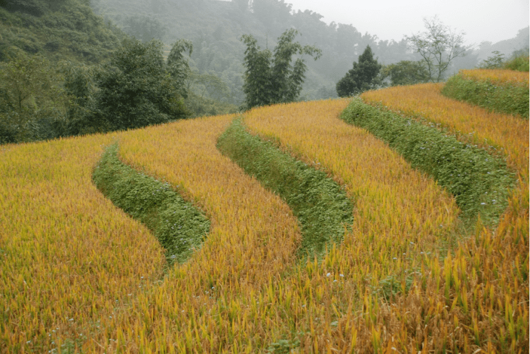 Vietnam Holding (LSE: VNH) celebrates Earth Day