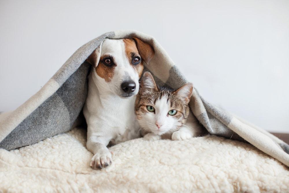 Dog,And,Cat,Together.,Dog,Hugs,A,Cat,Under,The UK Investor Magazine