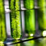 Photobioreactor,In,Laboratory,,Algae,Fuel,Biofuel,Industry,,Plant,Treatment,Research