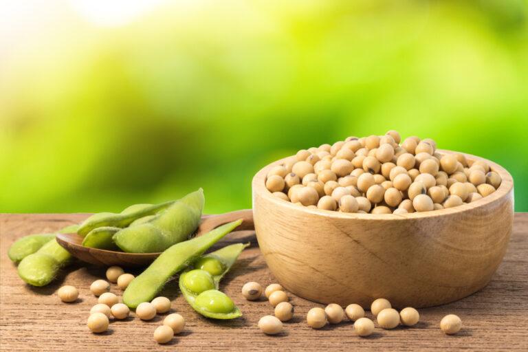 Soybean price rises continues as Russia-Ukraine war threatens supply