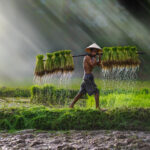 Vietnam,Farmer,Bearing,Seedlings,Of,Rice,To,Plant,,Asian,Farmer