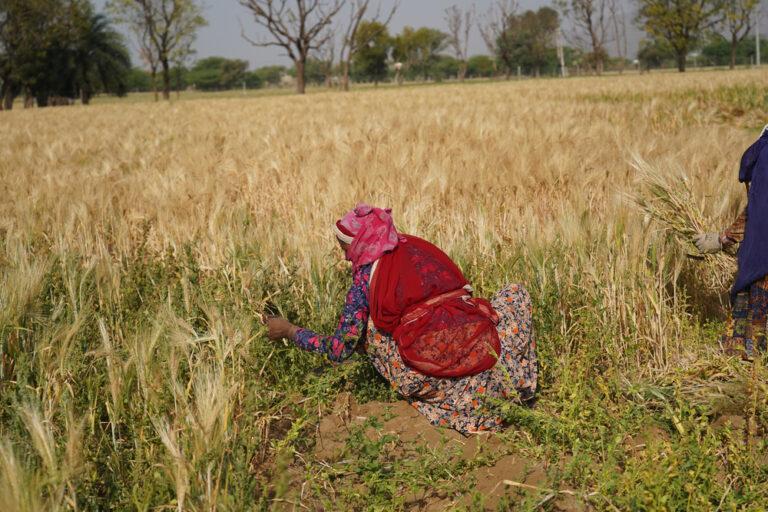 India wheat export ban sends prices surging 5.9%