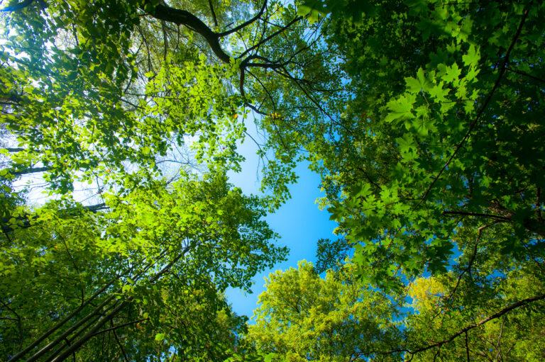 Cindrigo shares surge on £11m funding package and biomass JV