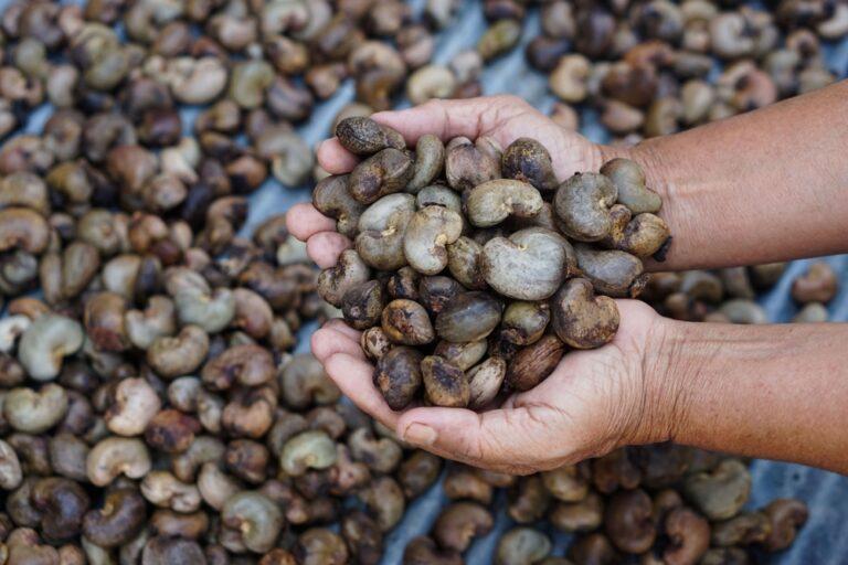 AIM movers: Dekel Agri-Vision builds cashew volumes and ex-dividends