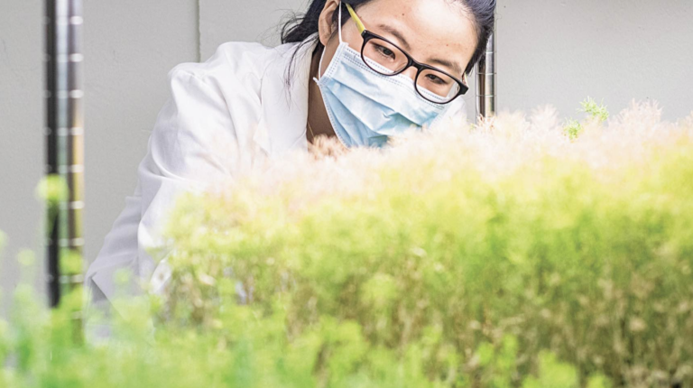 Plant Health Care: producing material growth and substantially undervalued