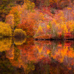 Autumn,In,Lake,District.colourful,Trees,Reflecting,In,Calm,Water,Surface.bright