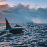 Orca,Killerwhale,Traveling,On,Ocean,Water,With,Sunset,Norway,Fiords