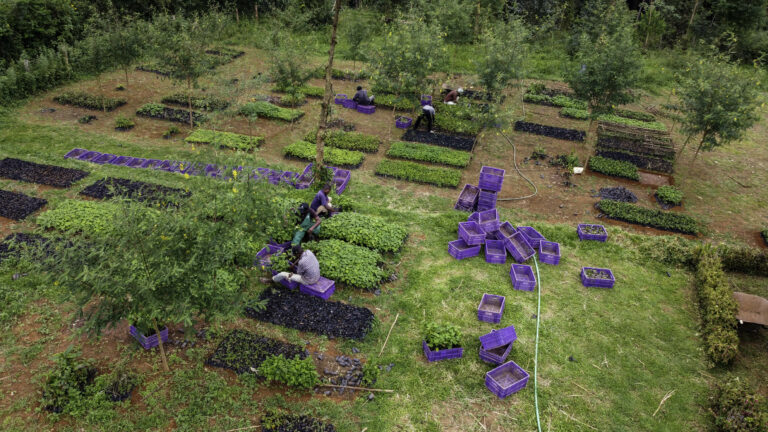 Scaling Nature-Based Solutions: How Open Forest Protocol is Re-Engineering the Carbon Market for Transparency and Access 